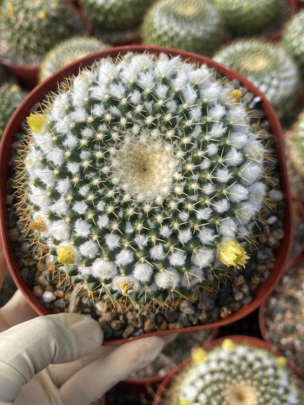 6" Mammillaria Marksiana Live Cactus | Rare Large Blooming Cactus Plant