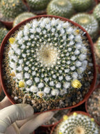 6" Mammillaria Marksiana Live Cactus | Rare Large Blooming Cactus Plant