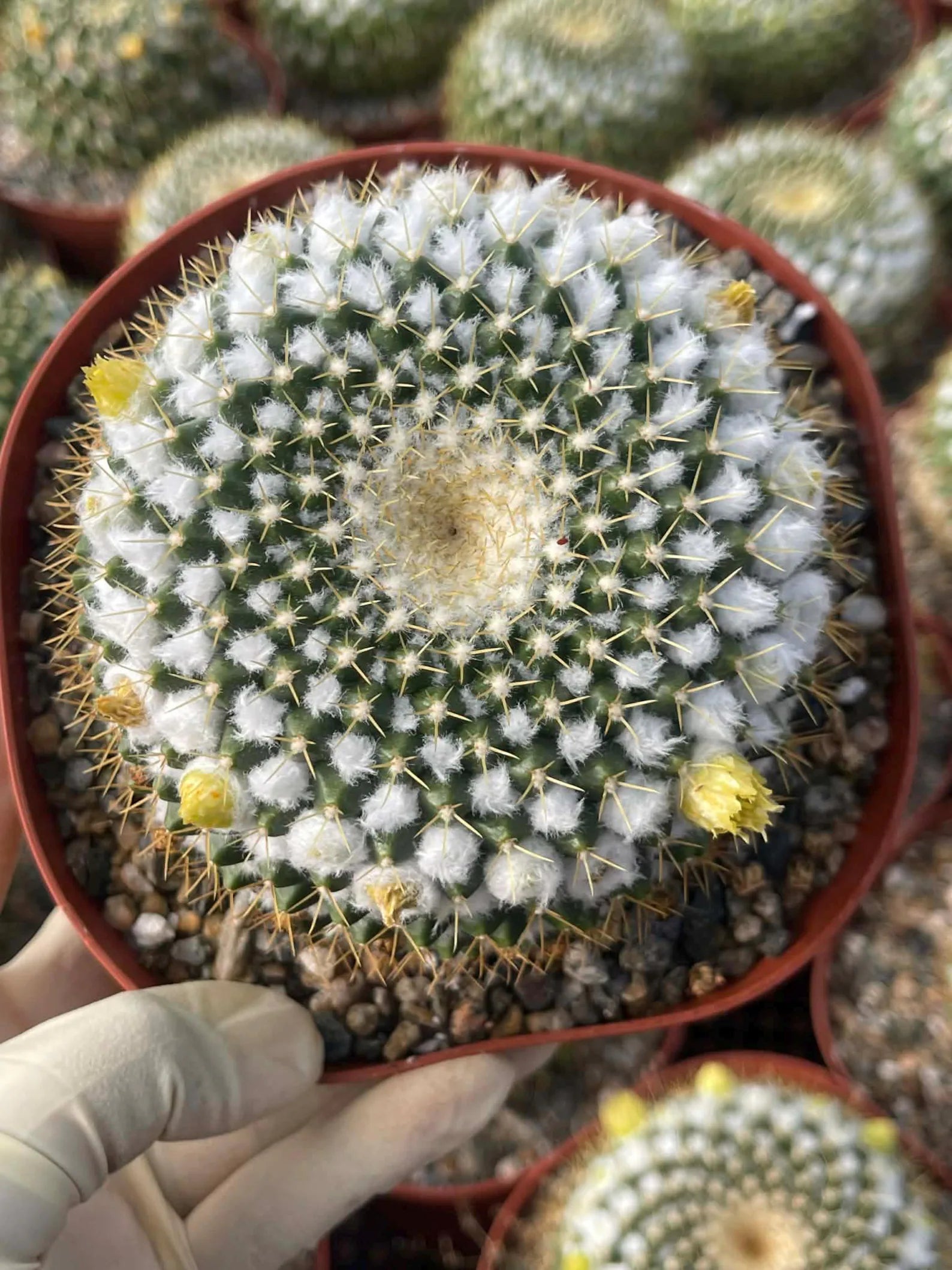 6" Mammillaria Marksiana Live Cactus | Rare Large Blooming Cactus Plant