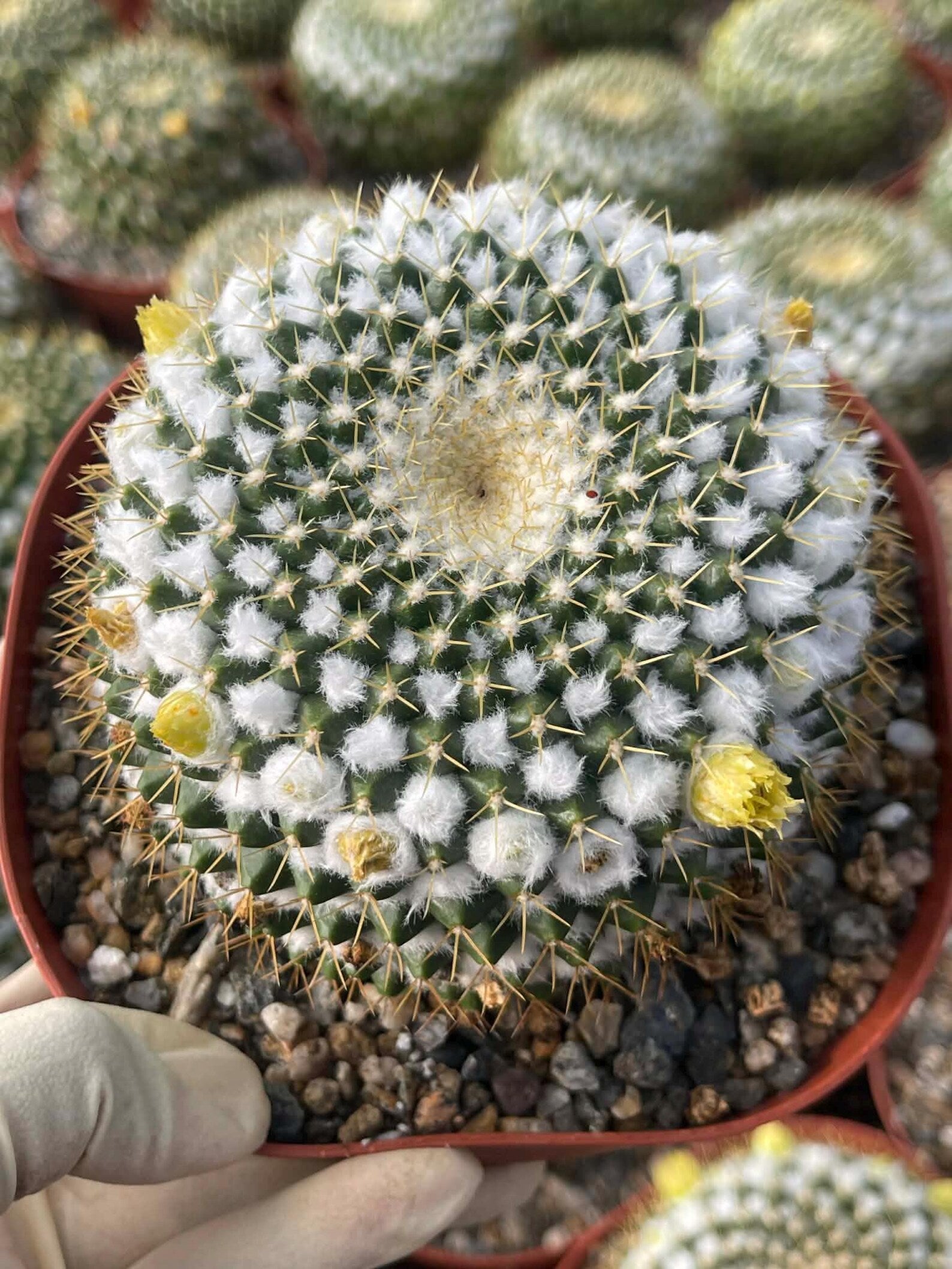 6" Mammillaria Marksiana Live Cactus | Rare Large Blooming Cactus Plant