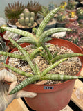 Sansevieria Suffruticosa #174 | Rare Live Snake Plant | Easy Care House Plant with Pups | Exact Plant