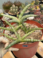 Sansevieria Suffruticosa #174 | Rare Live Snake Plant | Easy Care House Plant with Pups | Exact Plant