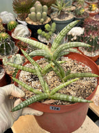 Sansevieria Suffruticosa #174 | Rare Live Snake Plant | Easy Care House Plant with Pups | Exact Plant