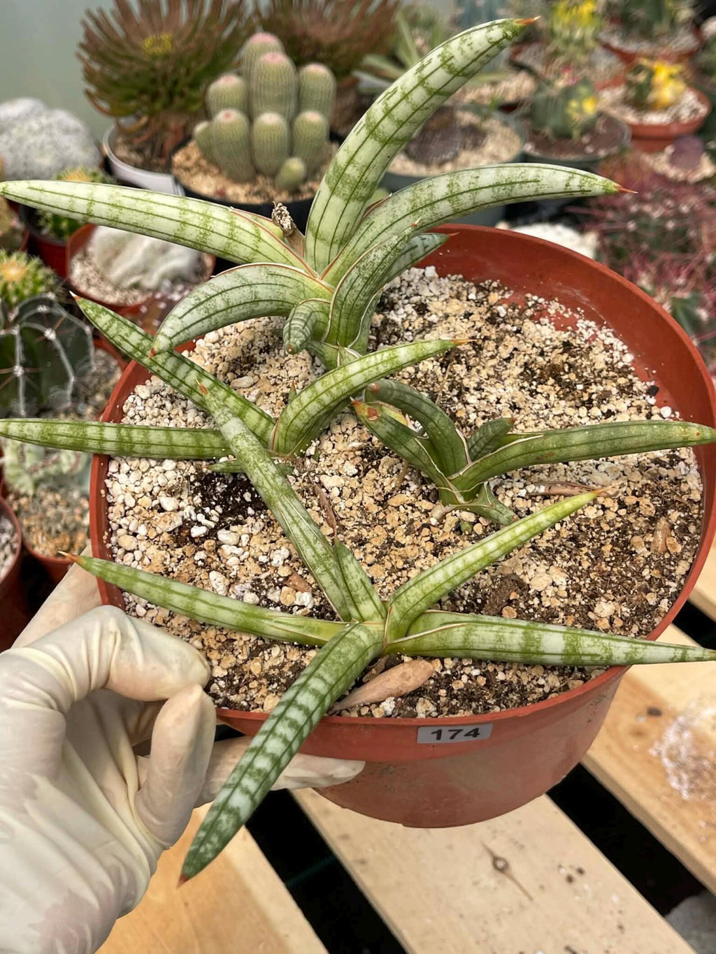 Sansevieria Suffruticosa #174 | Rare Live Snake Plant | Easy Care House Plant with Pups | Exact Plant