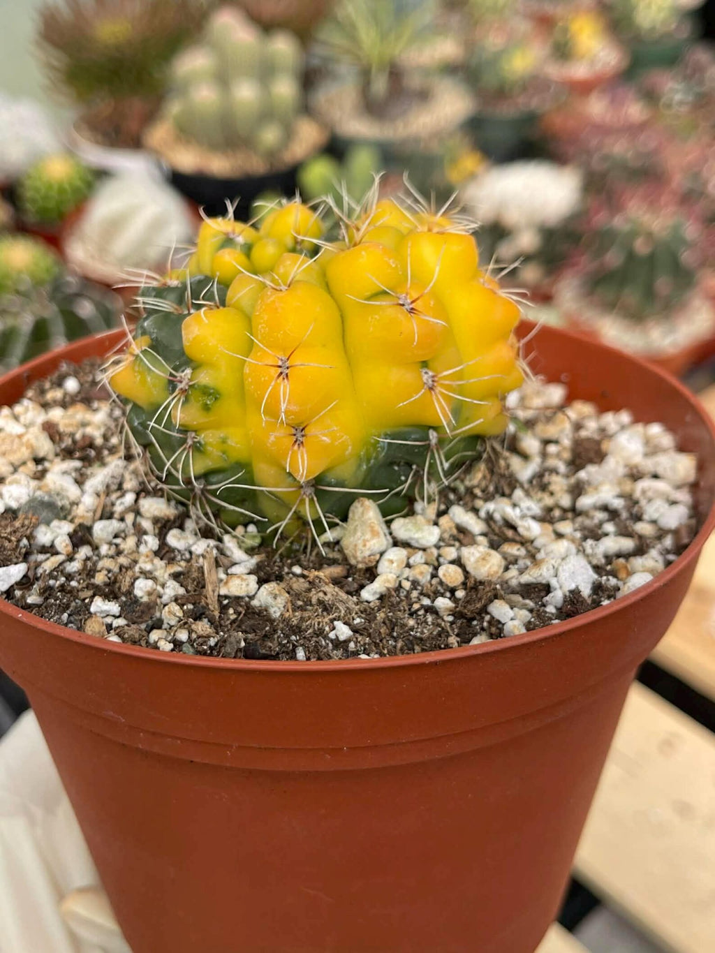 Variegated Gymnocalycium Baldianum Cactus #169 | Rare Live Succulent Plant | Collector Cactus | Exact Plant