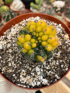 Variegated Gymnocalycium Baldianum Cactus #169 | Rare Live Succulent Plant | Collector Cactus | Exact Plant