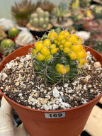 Variegated Gymnocalycium Baldianum Cactus #169 | Rare Live Succulent Plant | Collector Cactus | Exact Plant