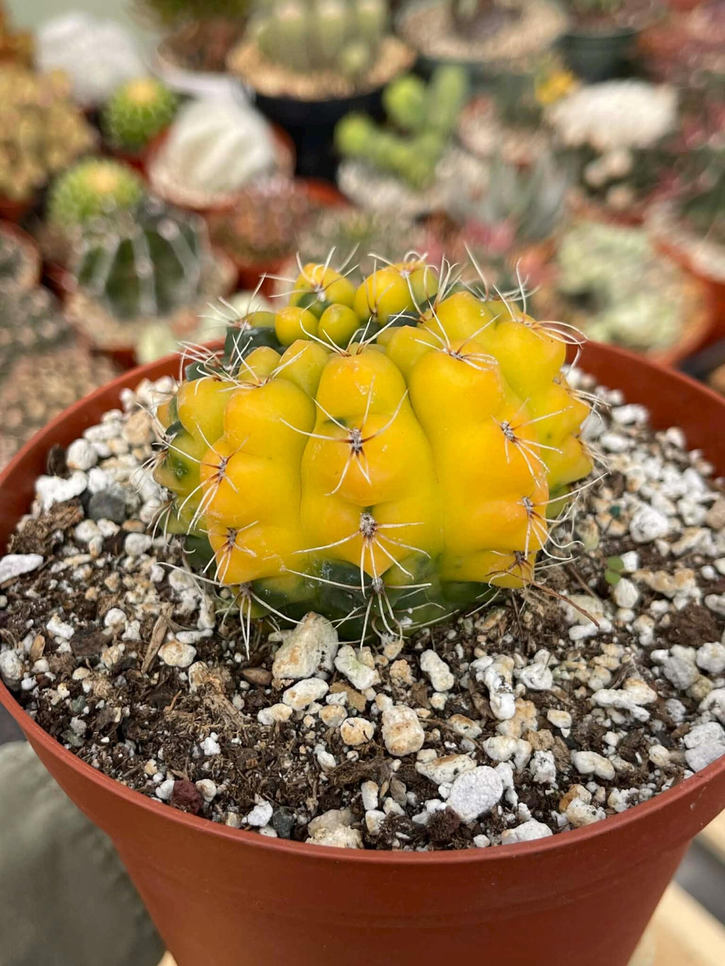 Variegated Gymnocalycium Baldianum Cactus #169 | Rare Live Succulent Plant | Collector Cactus | Exact Plant
