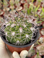 4” Gymnocalycium Saglionis Live Cactus | Rare Easy-Care Succulent Plant | Exact Plant