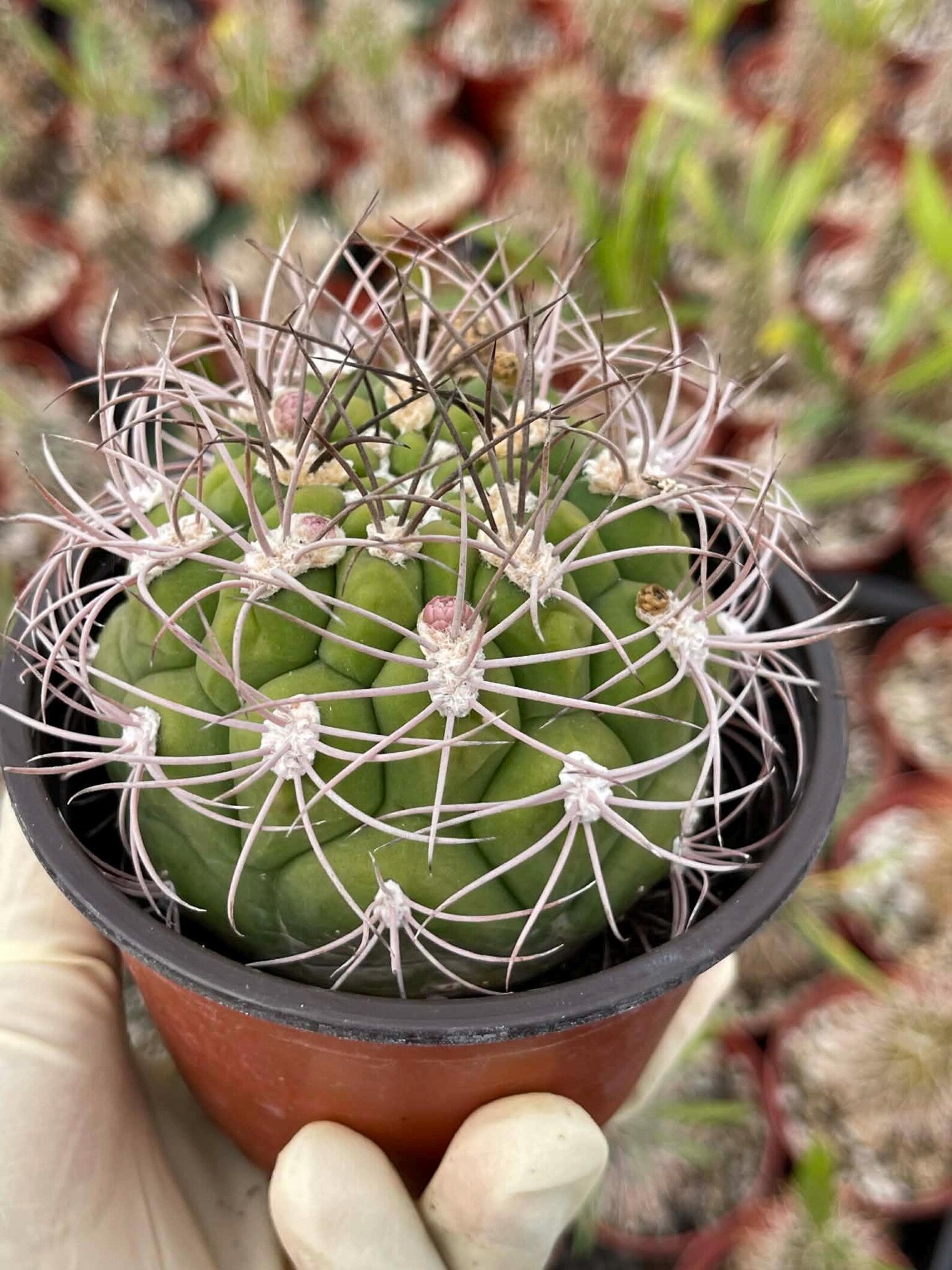 4” Gymnocalycium Saglionis Live Cactus | Rare Easy-Care Succulent Plant | Exact Plant