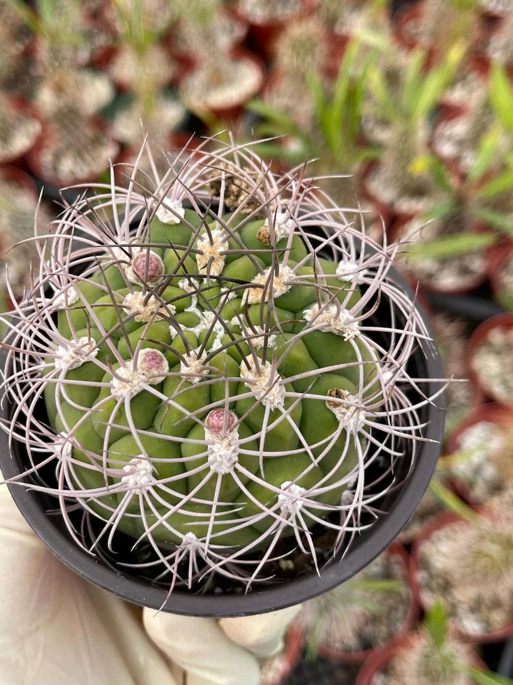 4” Gymnocalycium Saglionis Live Cactus | Rare Easy-Care Succulent Plant | Exact Plant