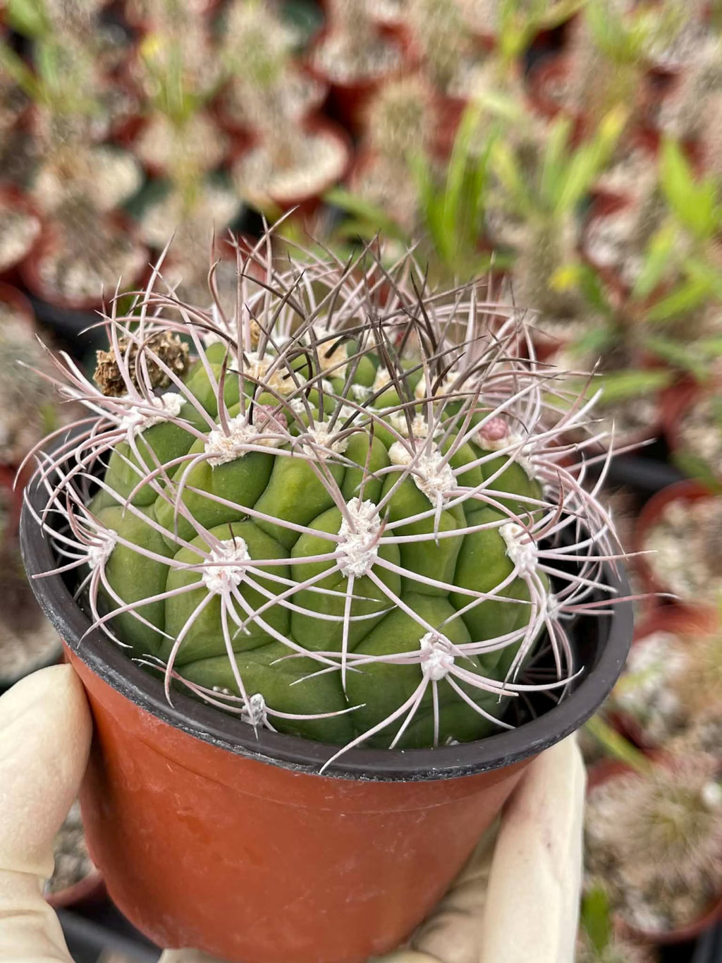 4” Gymnocalycium Saglionis Live Cactus | Rare Easy-Care Succulent Plant | Exact Plant