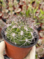 4” Gymnocalycium Saglionis Live Cactus | Rare Easy-Care Succulent Plant | Exact Plant