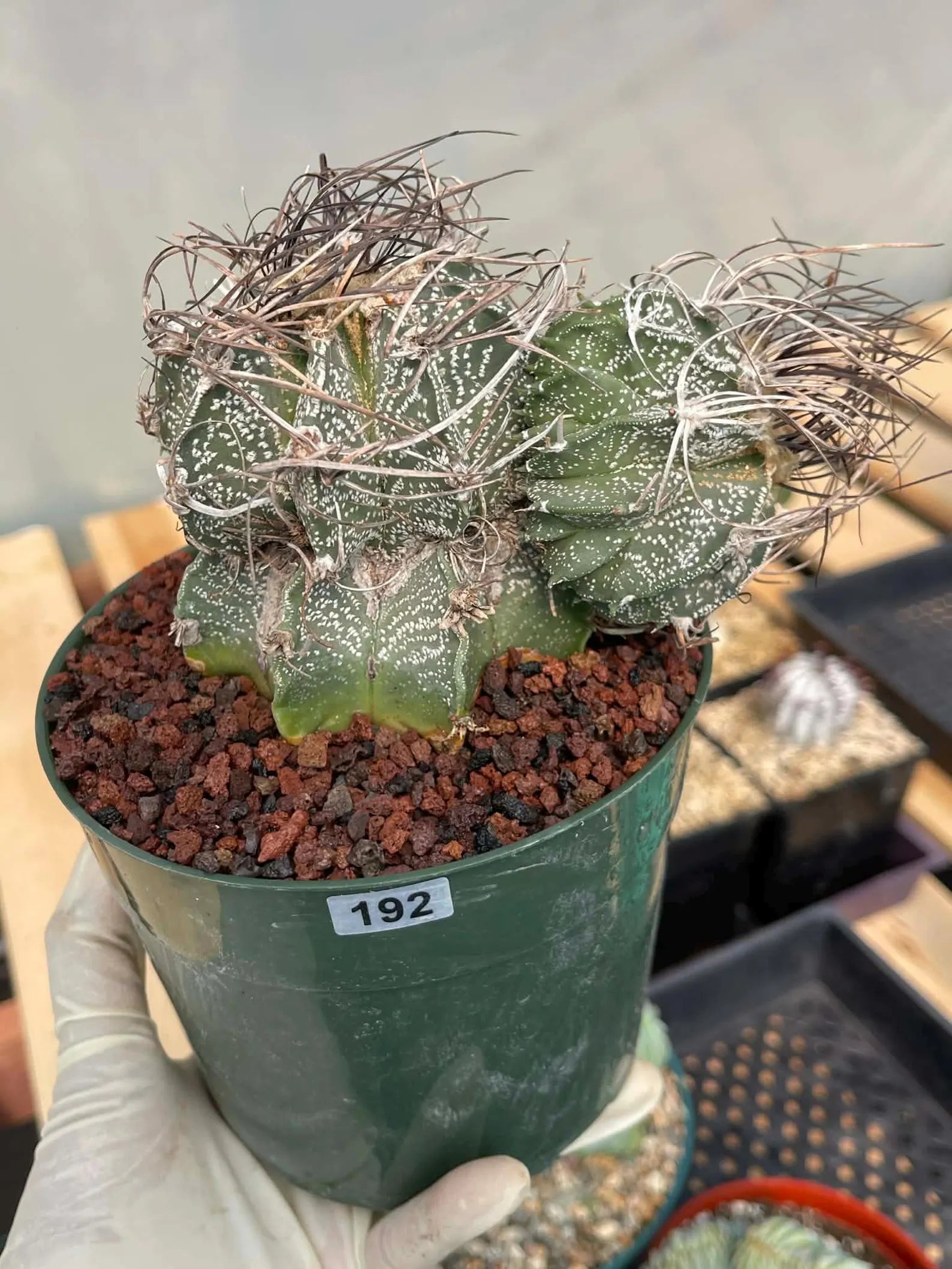 Astrophytum Capricorne Stacker with Pup Rare Cactus – Live Plant #192