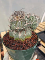 Astrophytum Capricorne Stacker with Pup Rare Cactus – Live Plant #192