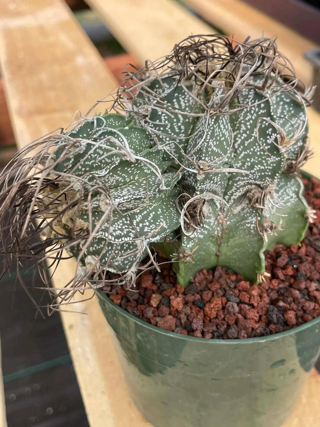 Astrophytum Capricorne Stacker with Pup Rare Cactus – Live Plant #192