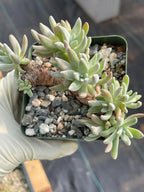 3.5-Inch Dudleya Gnoma Succulent | Rare Live Dudleya Plant