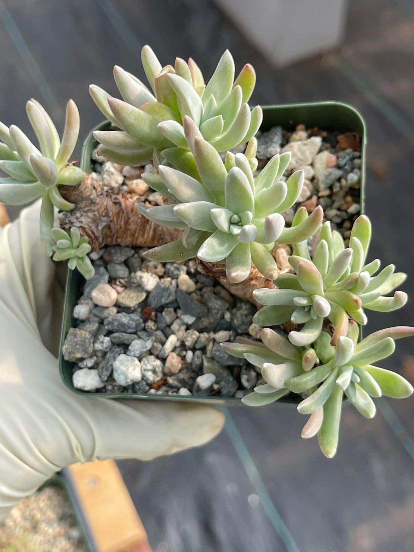 3.5-Inch Dudleya Gnoma Succulent | Rare Live Dudleya Plant