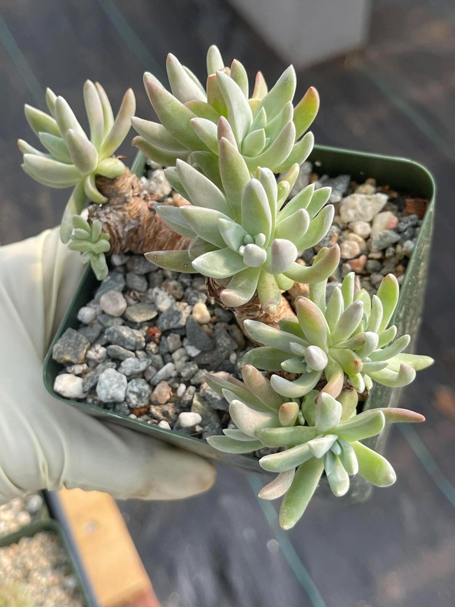 3.5-Inch Dudleya Gnoma Succulent | Rare Live Dudleya Plant