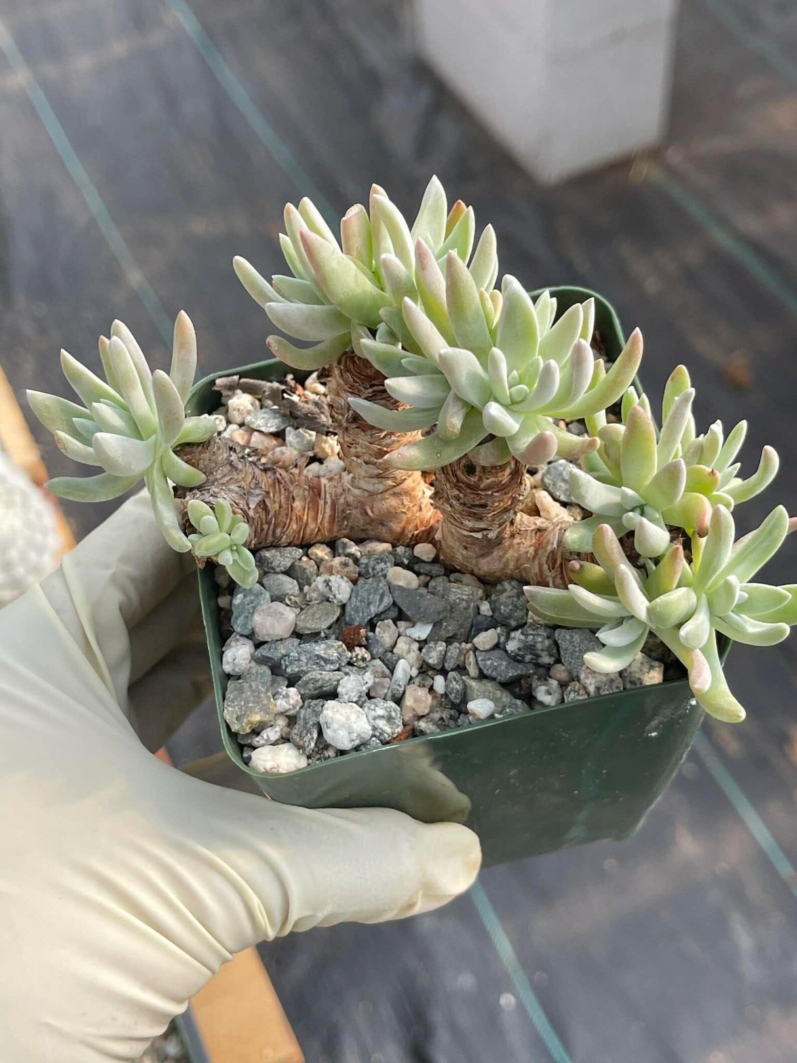 3.5-Inch Dudleya Gnoma Succulent | Rare Live Dudleya Plant