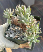 3.5-Inch Dudleya Gnoma Succulent | Rare Live Dudleya Plant