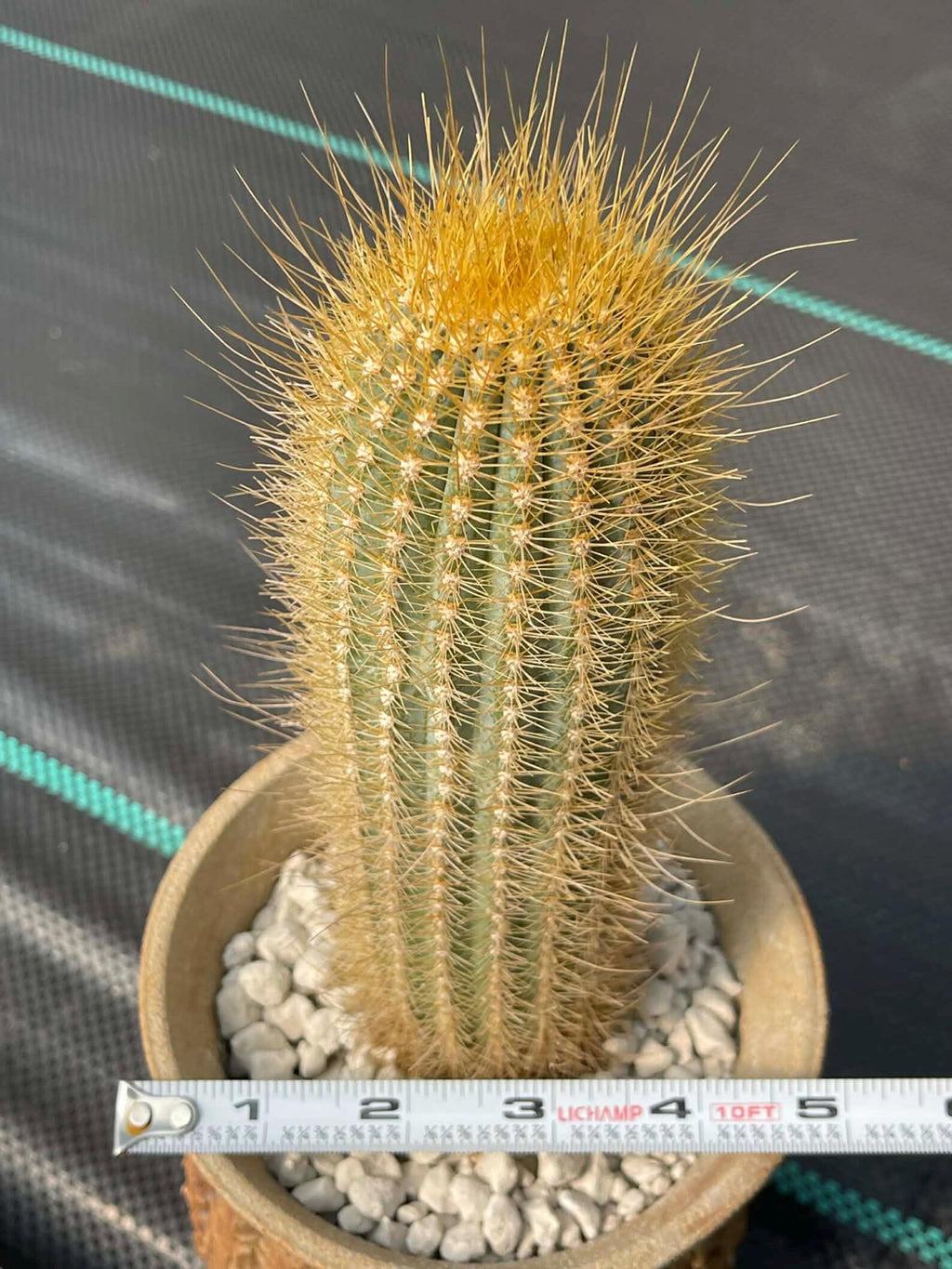 Micranthocereus Cactus | Rare Live Cactus Plant |