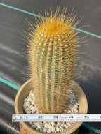 Micranthocereus Cactus | Rare Live Cactus Plant |