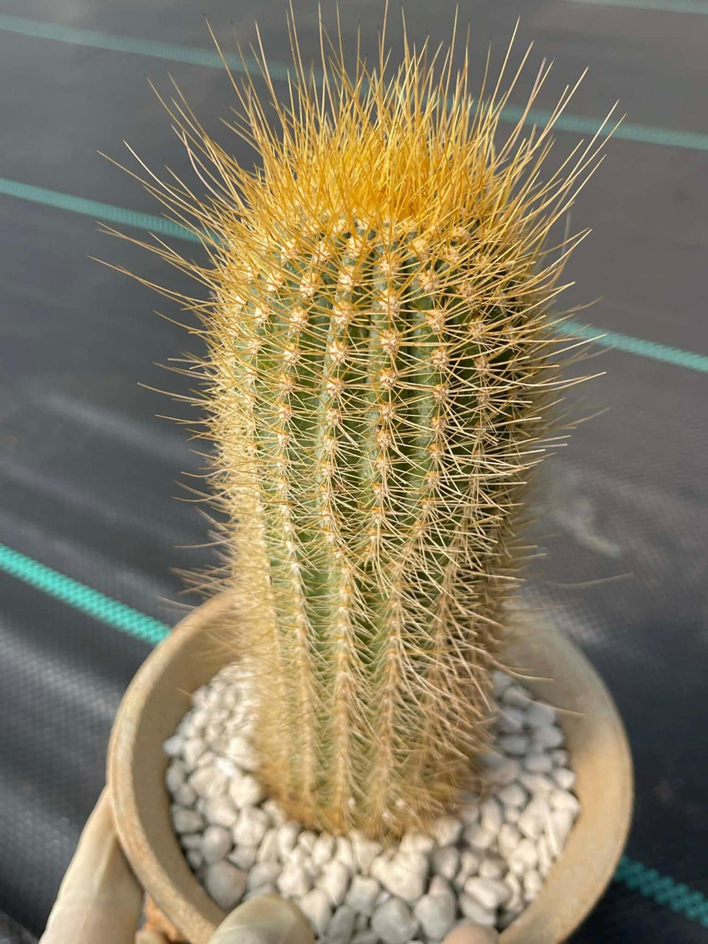 Micranthocereus Cactus | Rare Live Cactus Plant |