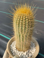 Micranthocereus Cactus | Rare Live Cactus Plant |