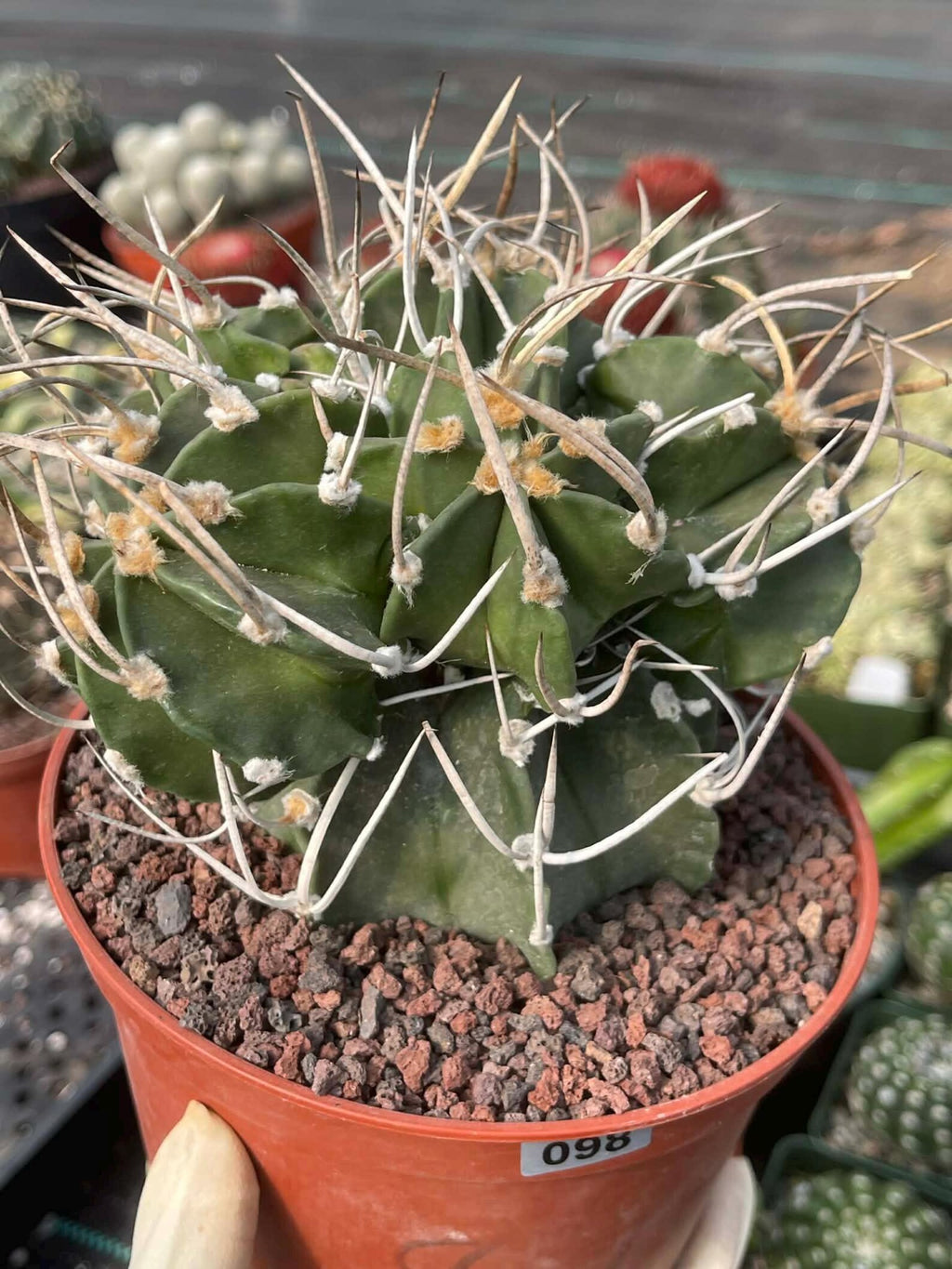 Astrophytum Capricorne with Pups #98