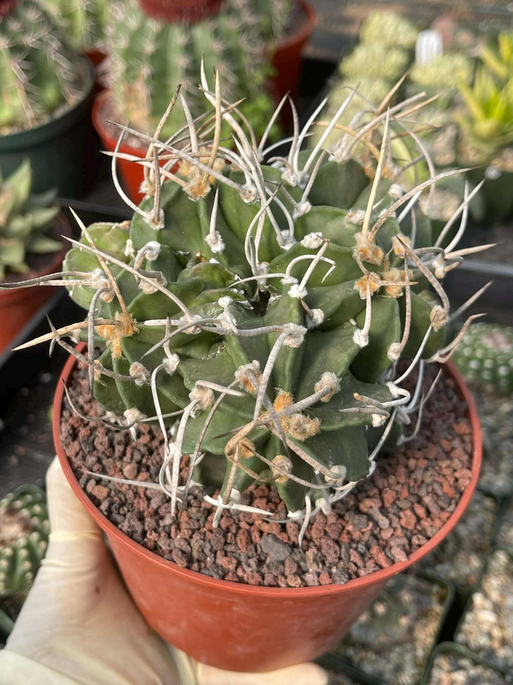 Astrophytum Capricorne with Pups #98
