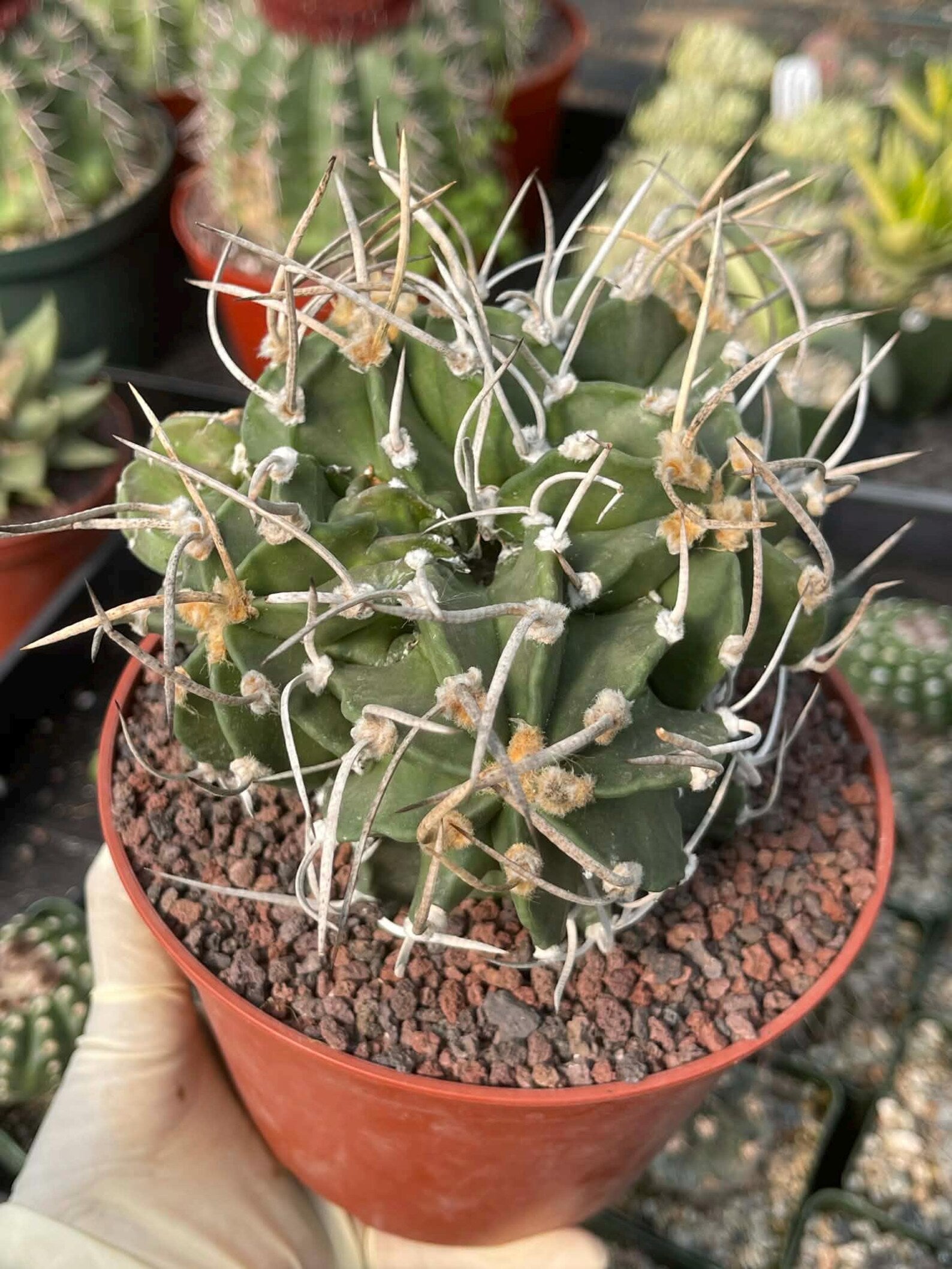 Astrophytum Capricorne with Pups #98