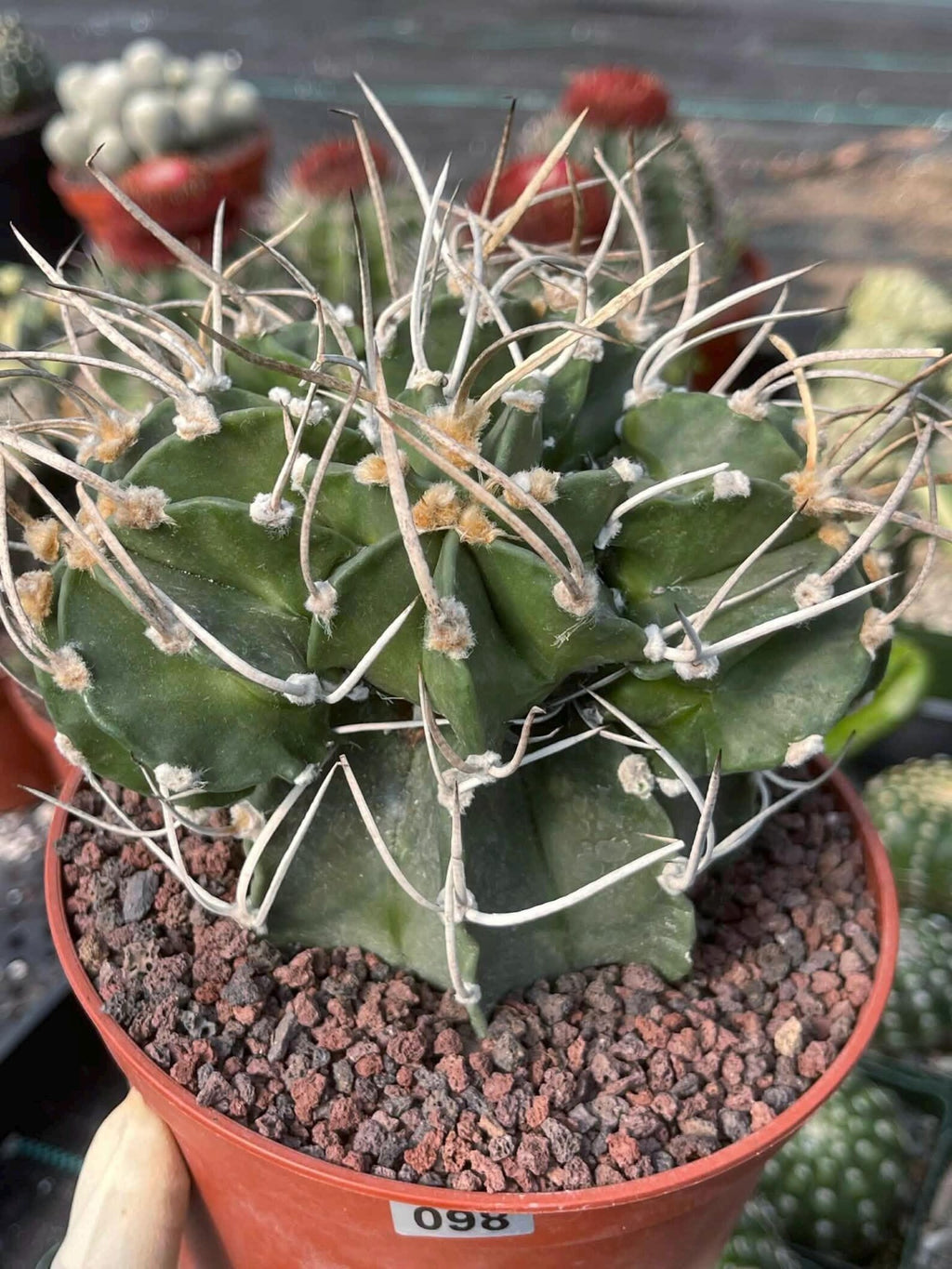 Astrophytum Capricorne with Pups #98