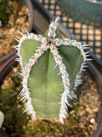 Mexican Fence Post Cactus Live Plant | 6-Inch Pachycereus Marginatus Columnar Cactus