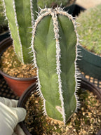 Mexican Fence Post Cactus Live Plant | 6-Inch Pachycereus Marginatus Columnar Cactus