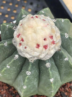 Melocactus Matanzanus Live Rare Cactus Plant #287