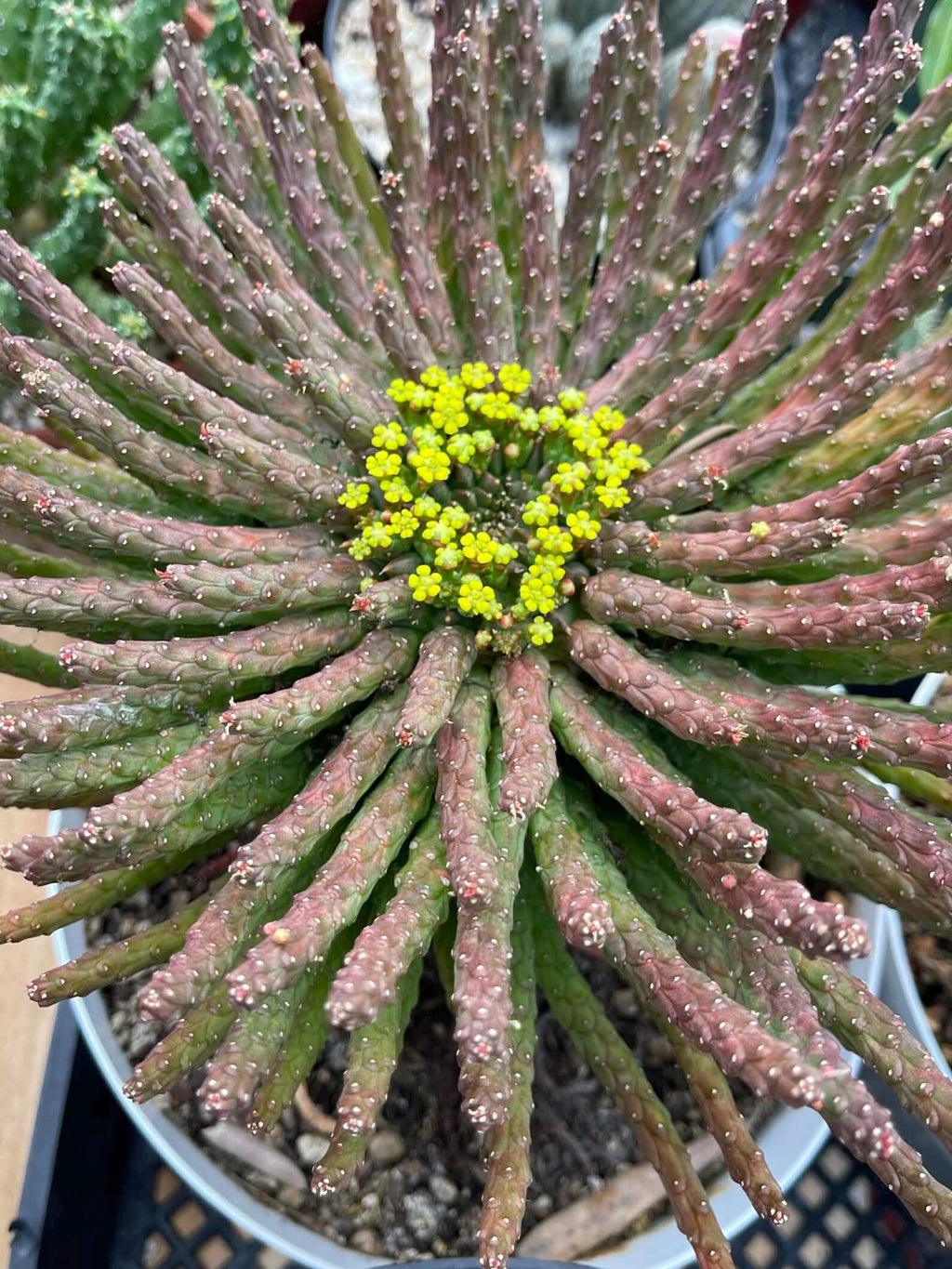 8" Euphorbia Medusa with Pups | Rare Caudex Succulent | Crested Live Plant #926