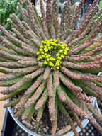 8" Euphorbia Medusa with Pups | Rare Caudex Succulent | Crested Live Plant #926