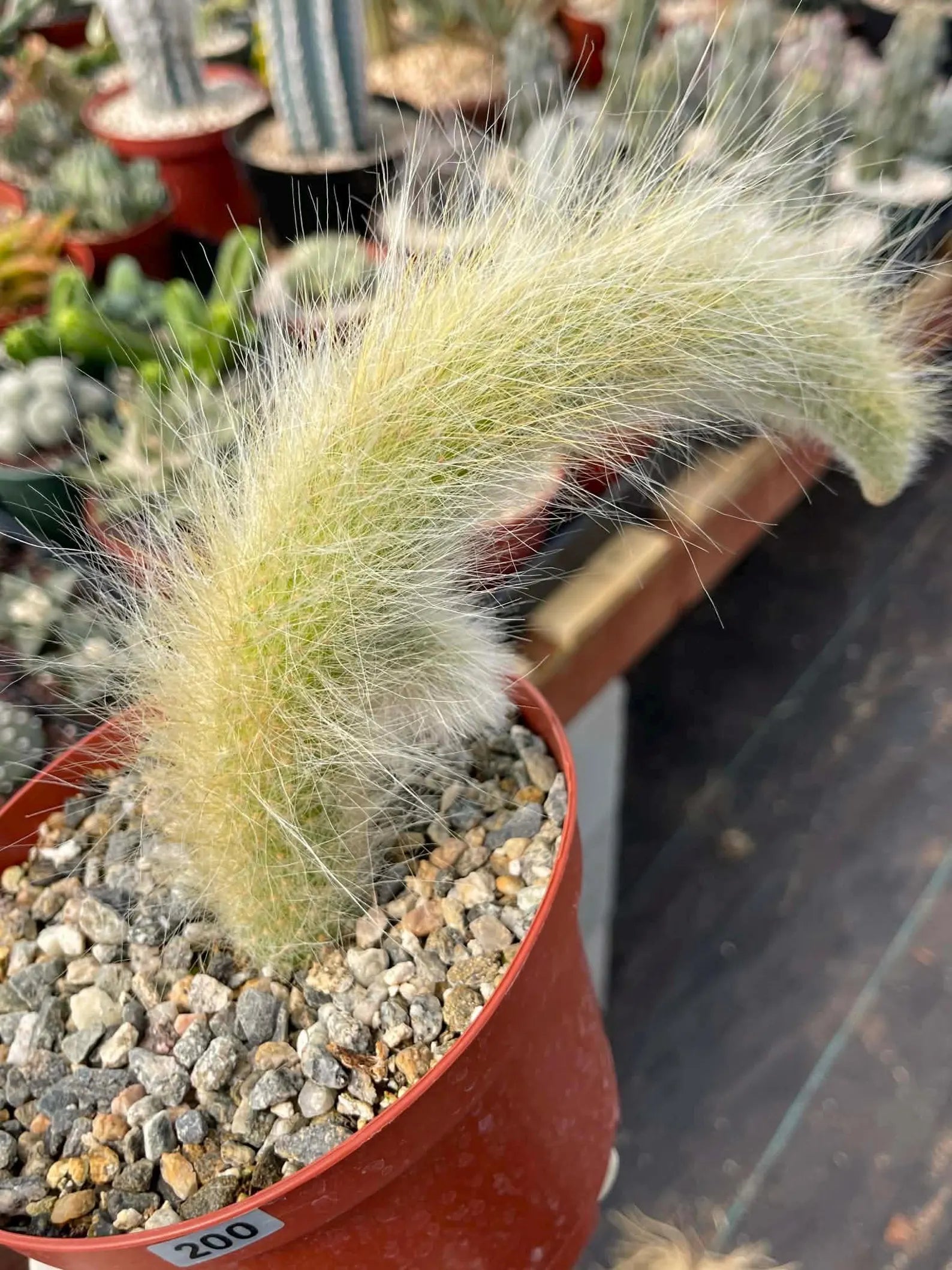 Hairy Monkey Tail Cactus with Pup #200 | Fuzzy Trailing Cactus