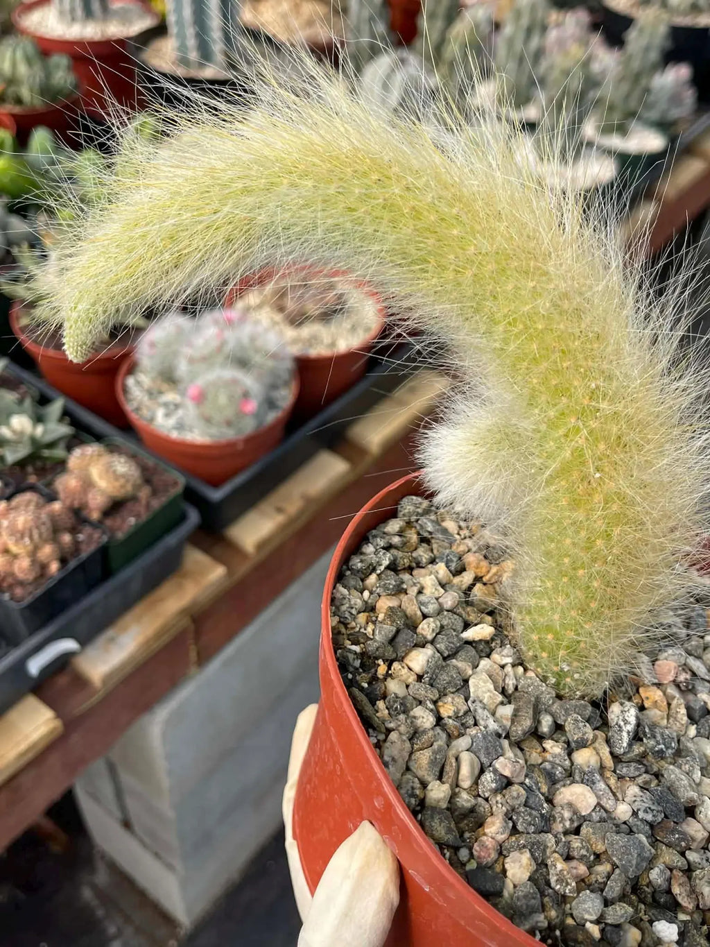 Hairy Monkey Tail Cactus with Pup #200 | Fuzzy Trailing Cactus