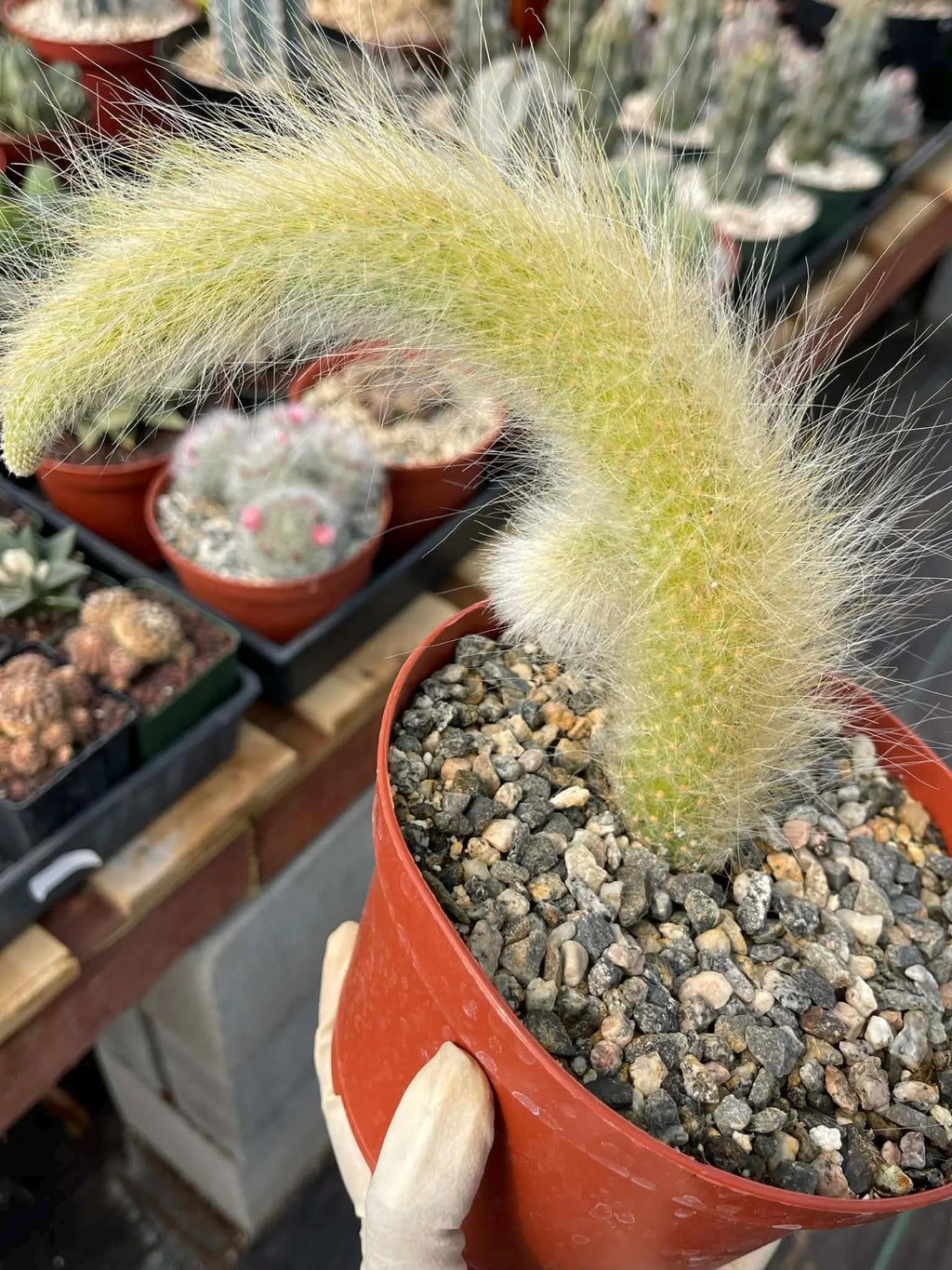 Hairy Monkey Tail Cactus with Pup #200 | Fuzzy Trailing Cactus