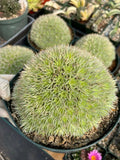 Deuterocohnia Brevifolia Live Plant | Rare Easy Care Succulent
