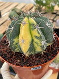 Variegated Melocactus Halfmoon Live Cactus #199