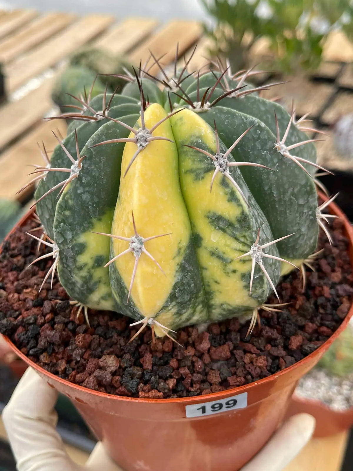 Variegated Melocactus Halfmoon Live Cactus #199