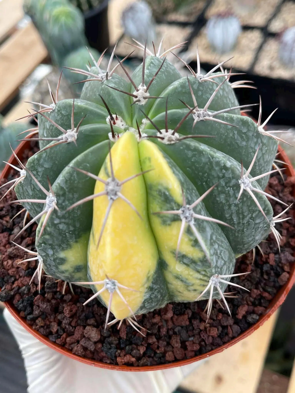 Variegated Melocactus Halfmoon Live Cactus #199