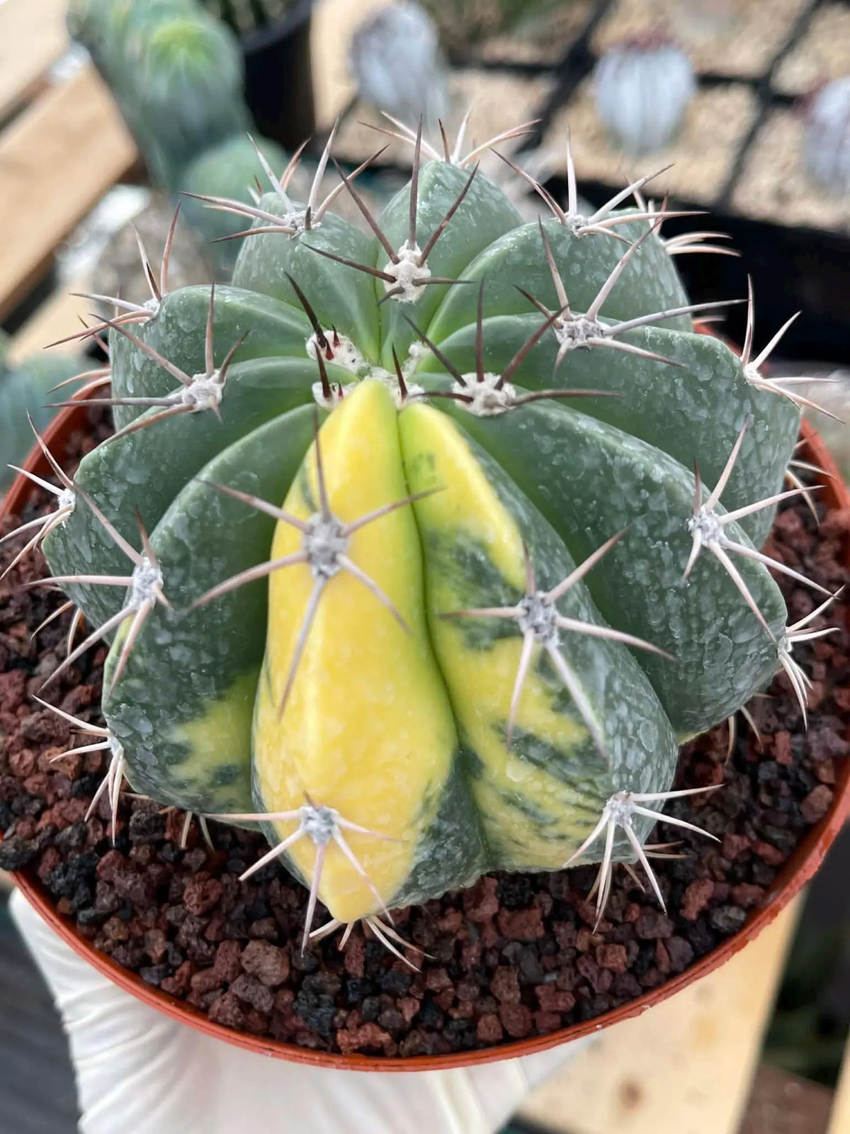Variegated Melocactus Halfmoon Live Cactus #199