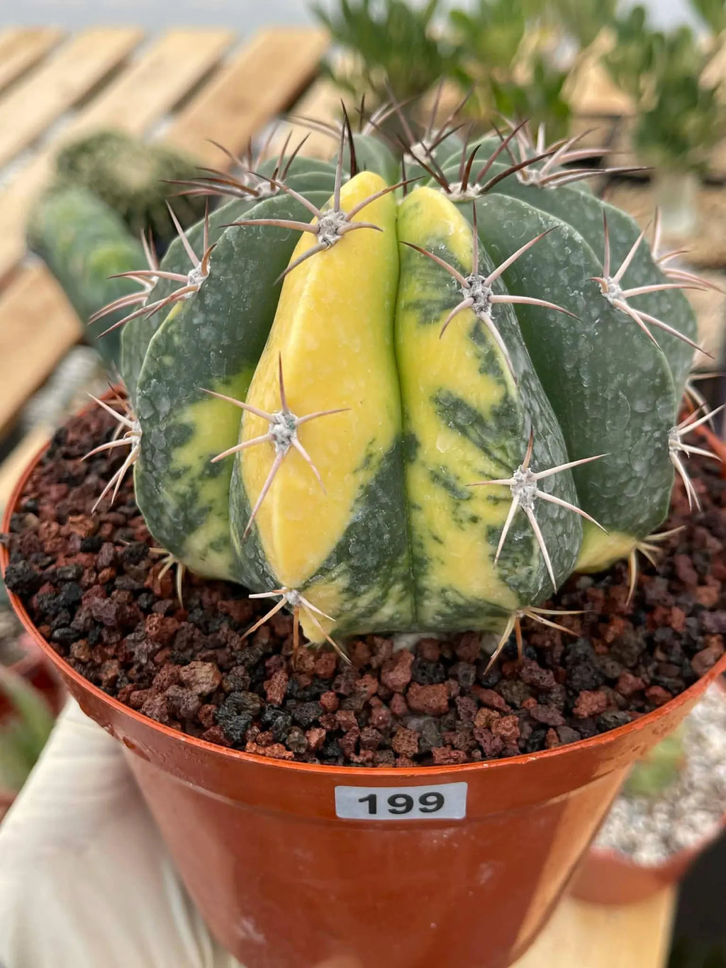 Variegated Melocactus Halfmoon Live Cactus #199