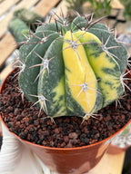 Variegated Melocactus Halfmoon Live Cactus #199