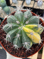 Variegated Melocactus Halfmoon Live Cactus #199