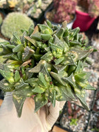 Faucaria tuberculosa Clusters | Tiger Jaws Live Succulent Plant